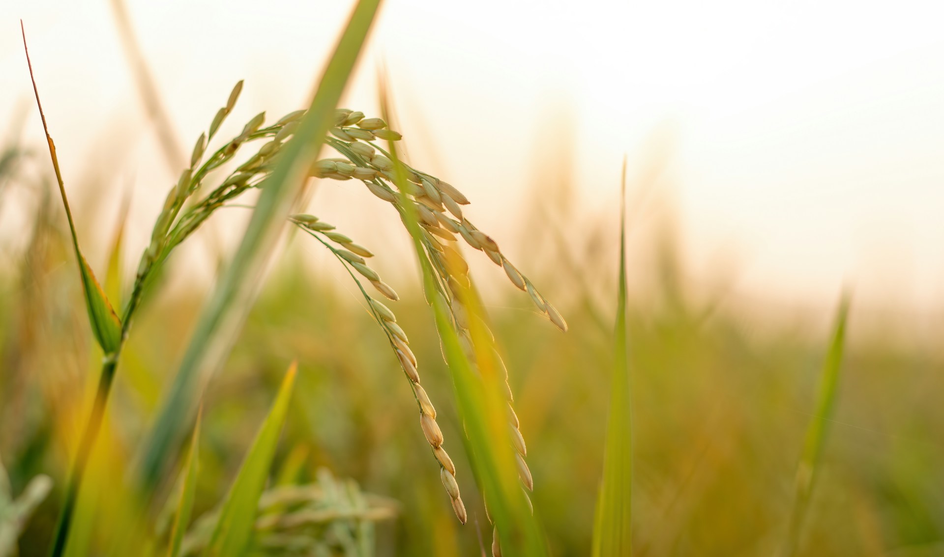 The UK’s bioeconomy: a case for building growth, resilience and ...